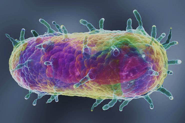 Bacteria yersinia