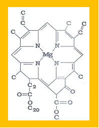 clorofila