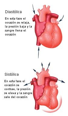 fases-cardíacas