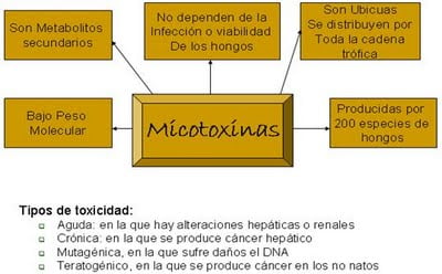 micotoxinas
