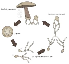 reproduccion-hongos