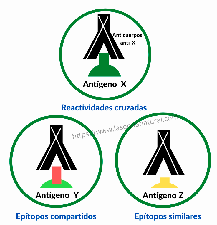 Reacciones cruzadas entre alimentos